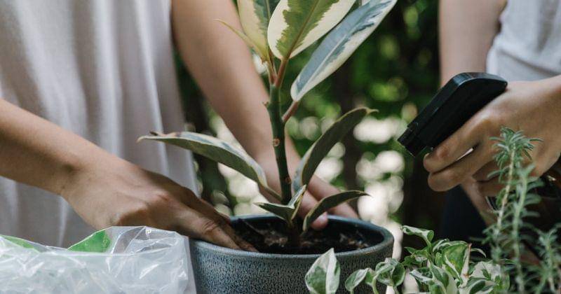 Pexels/Ketut Subiyanto